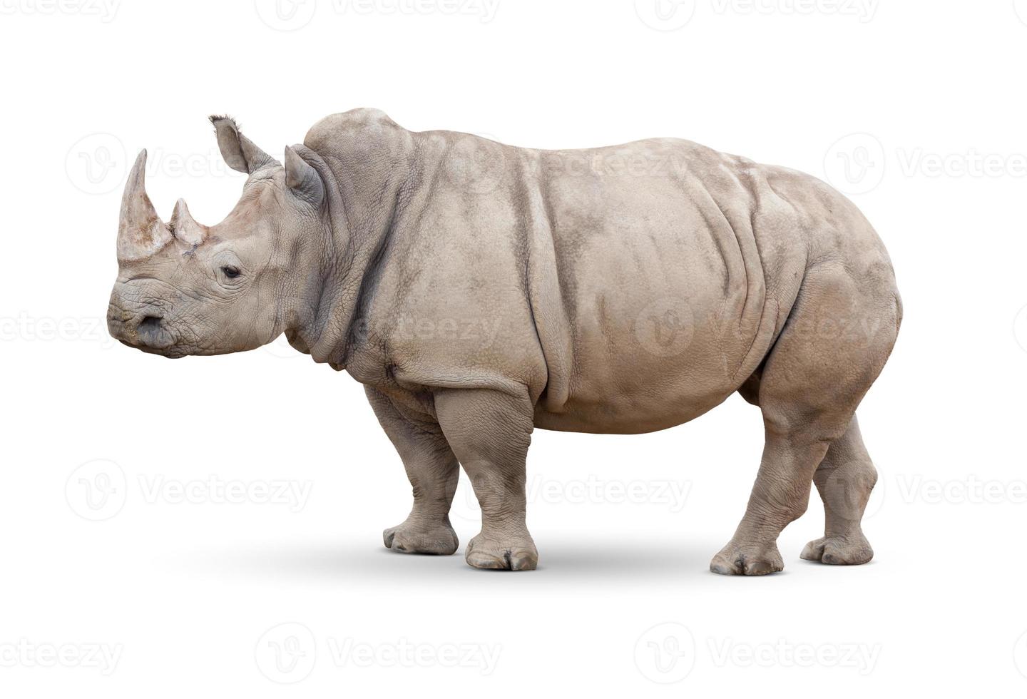 Single Large Rhinoceros Isolated on White. photo