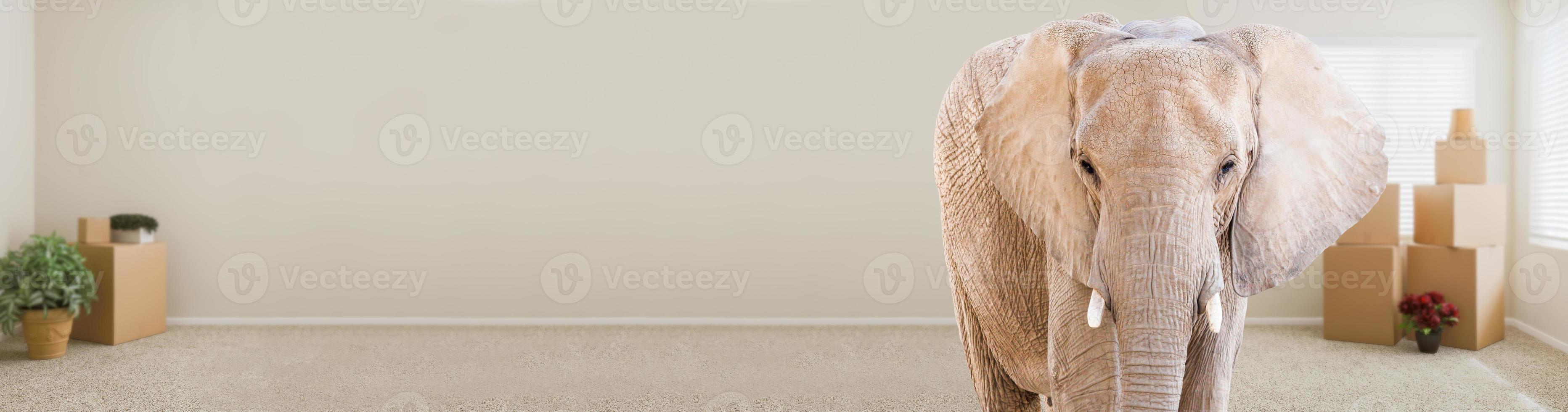 Adult Elephant Standing in Empty Room With Moving Boxes photo