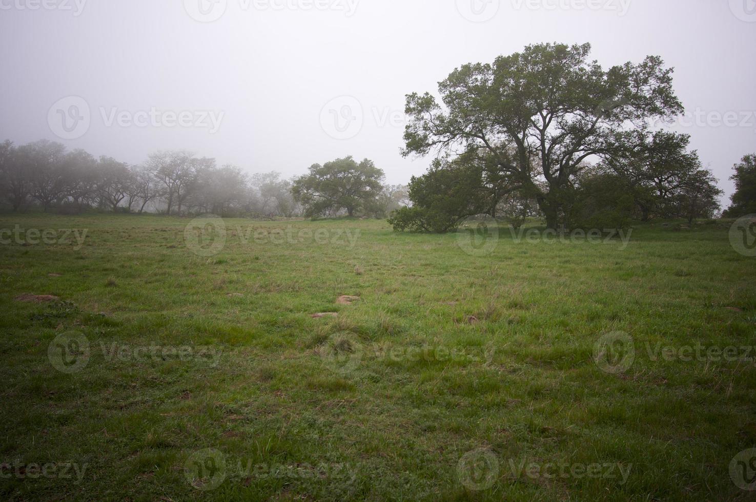 campo de niebla y robles foto