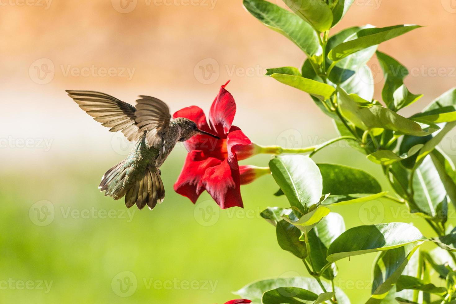 Hummingbird in Flight photo