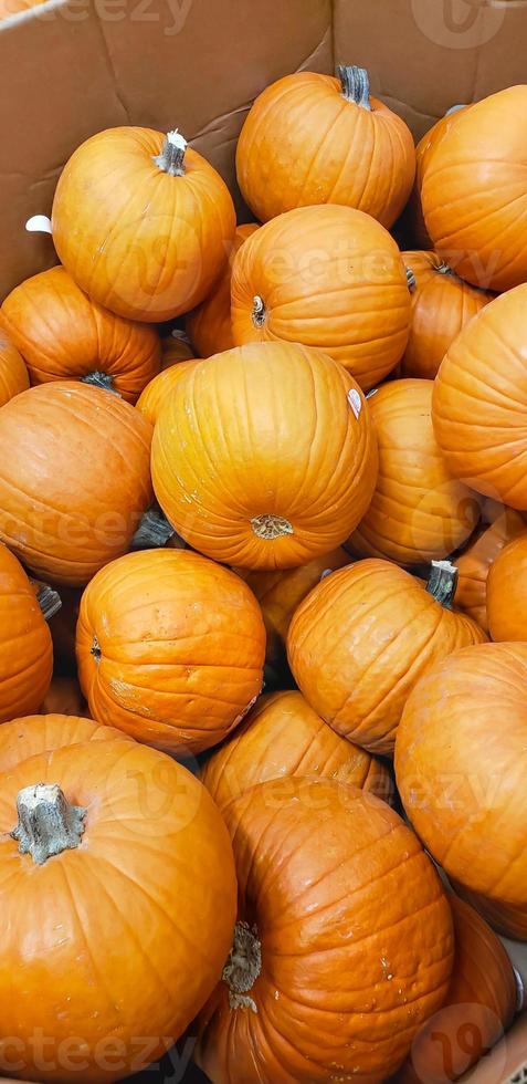 Abstract Several Pumpkin Patch Background photo