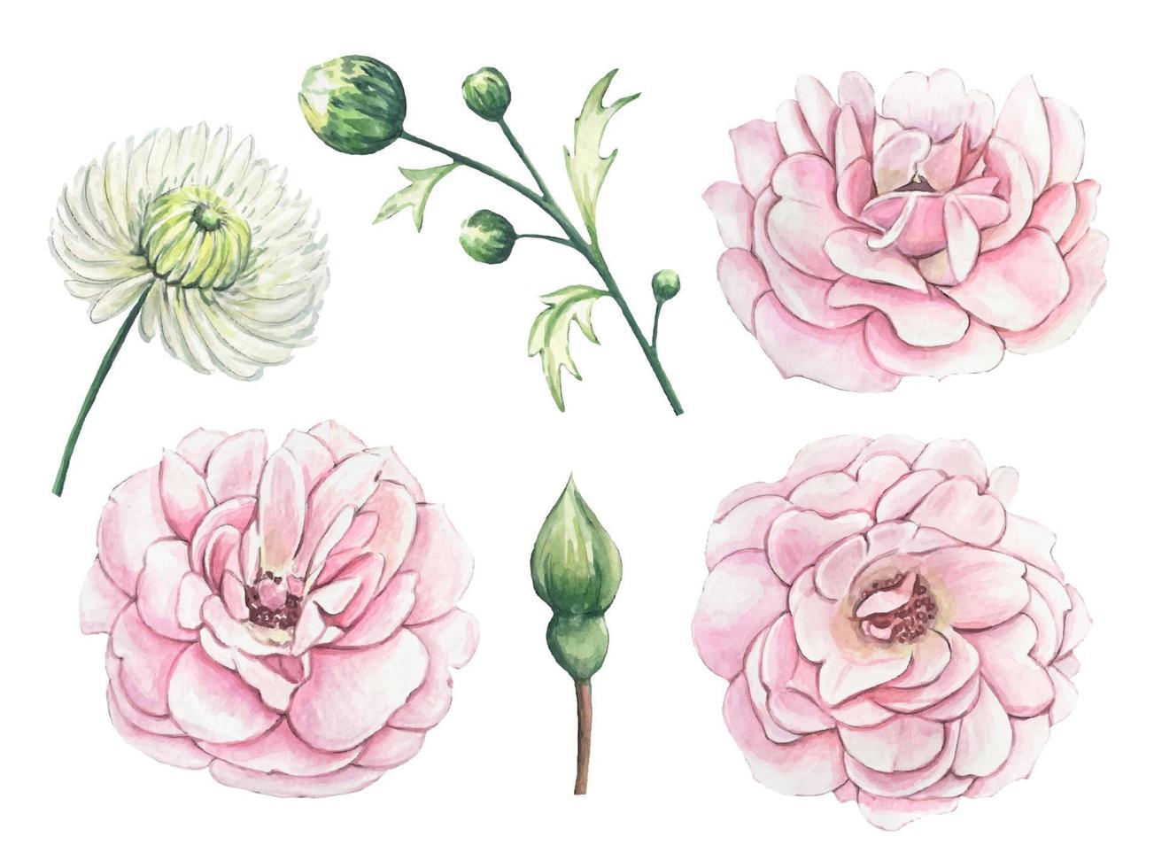 Set with pink rosebuds, hand drawn floral collection, watercolor vector