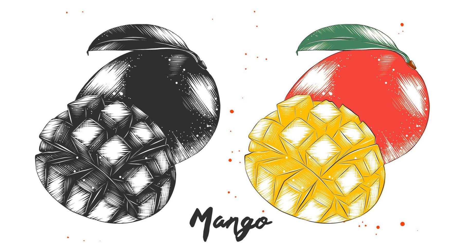 ilustración de estilo grabado vectorial para carteles, decoración, embalaje e impresión. boceto dibujado a mano de fruta de mango en monocromo y colorido. dibujo detallado de comida vegetariana. vector
