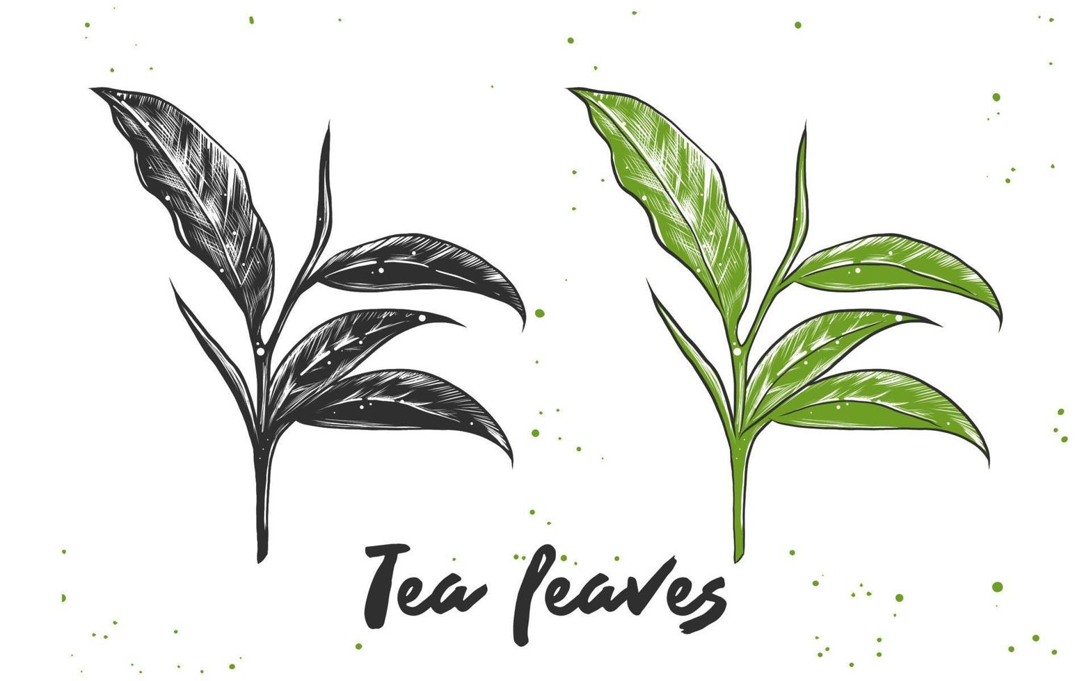 Vector engraved style illustration for posters, decoration and print. Hand drawn sketch of tea leaves in monochrome and colorful. Detailed vegetarian food drawing.