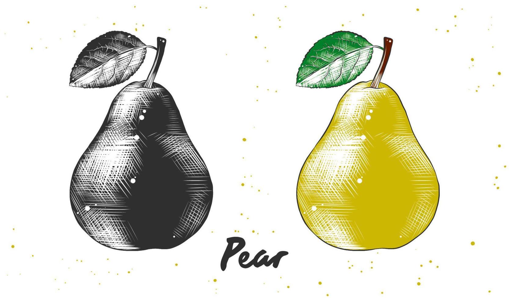 Vector engraved style illustration for posters, decoration and print. Hand drawn sketch of pear in monochrome and colorful. Detailed vegetarian food drawing.