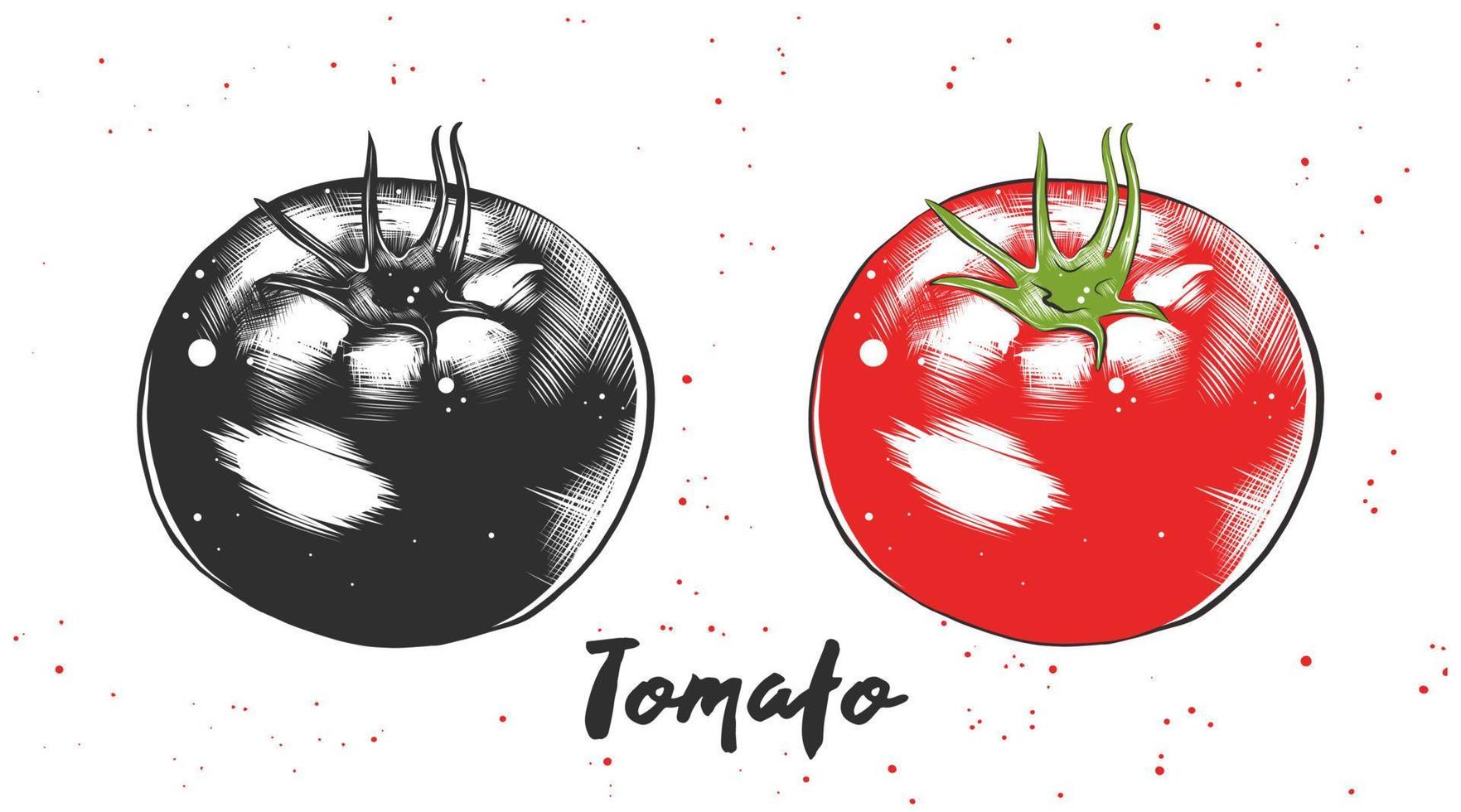 Vector engraved style illustration for posters, decoration and print. Hand drawn sketch of tomato in monochrome and colorful. Detailed vegetarian food drawing.