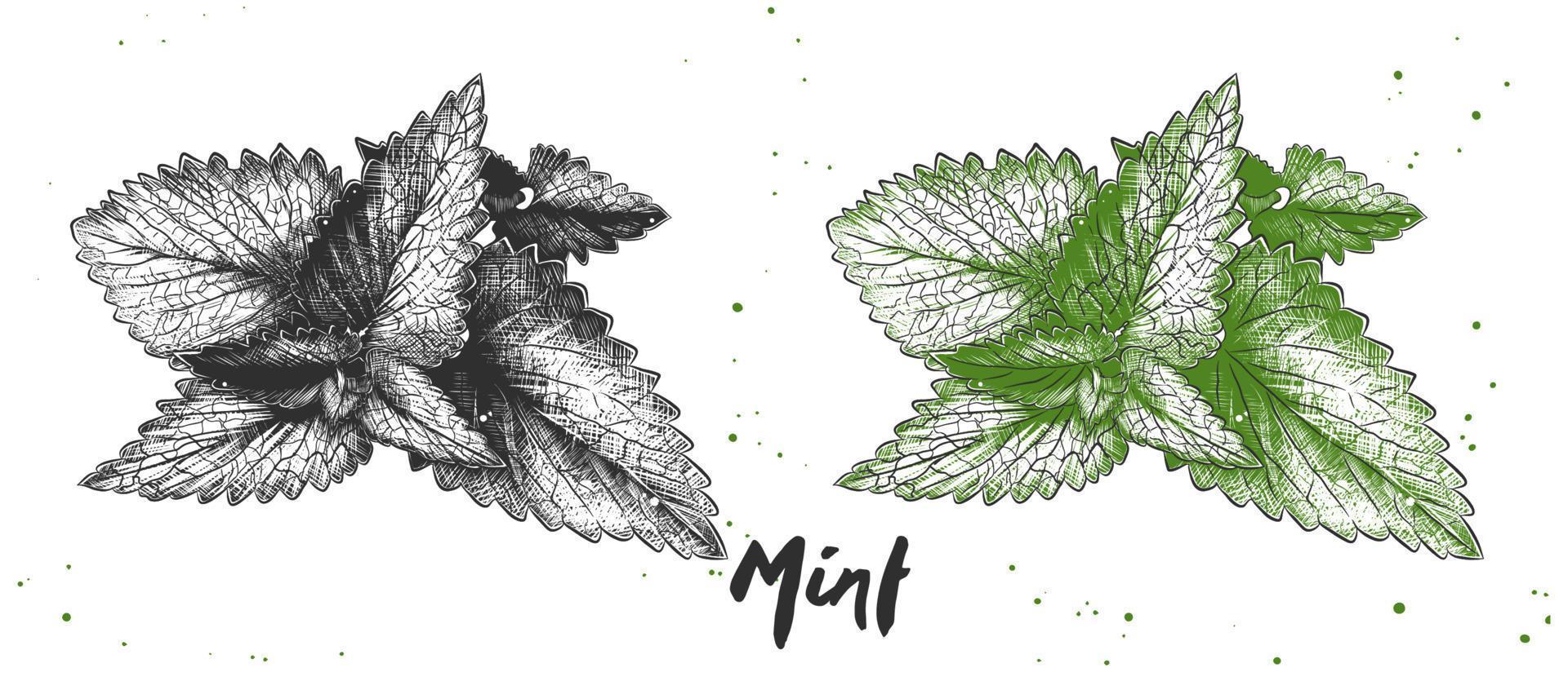 Vector engraved style illustration for posters, decoration and print. Hand drawn sketch of mint in monochrome and colorful. Detailed vegetarian food drawing.