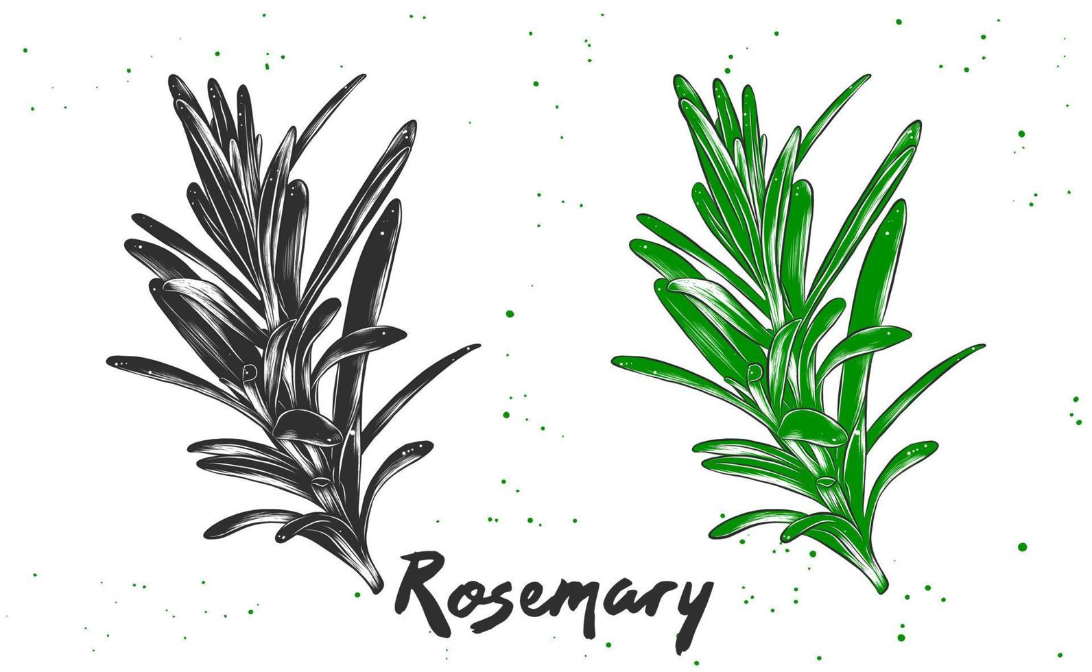 Vector engraved style illustration for posters, decoration and print. Hand drawn sketch of rosemary in monochrome and colorful. Detailed vegetarian food drawing.