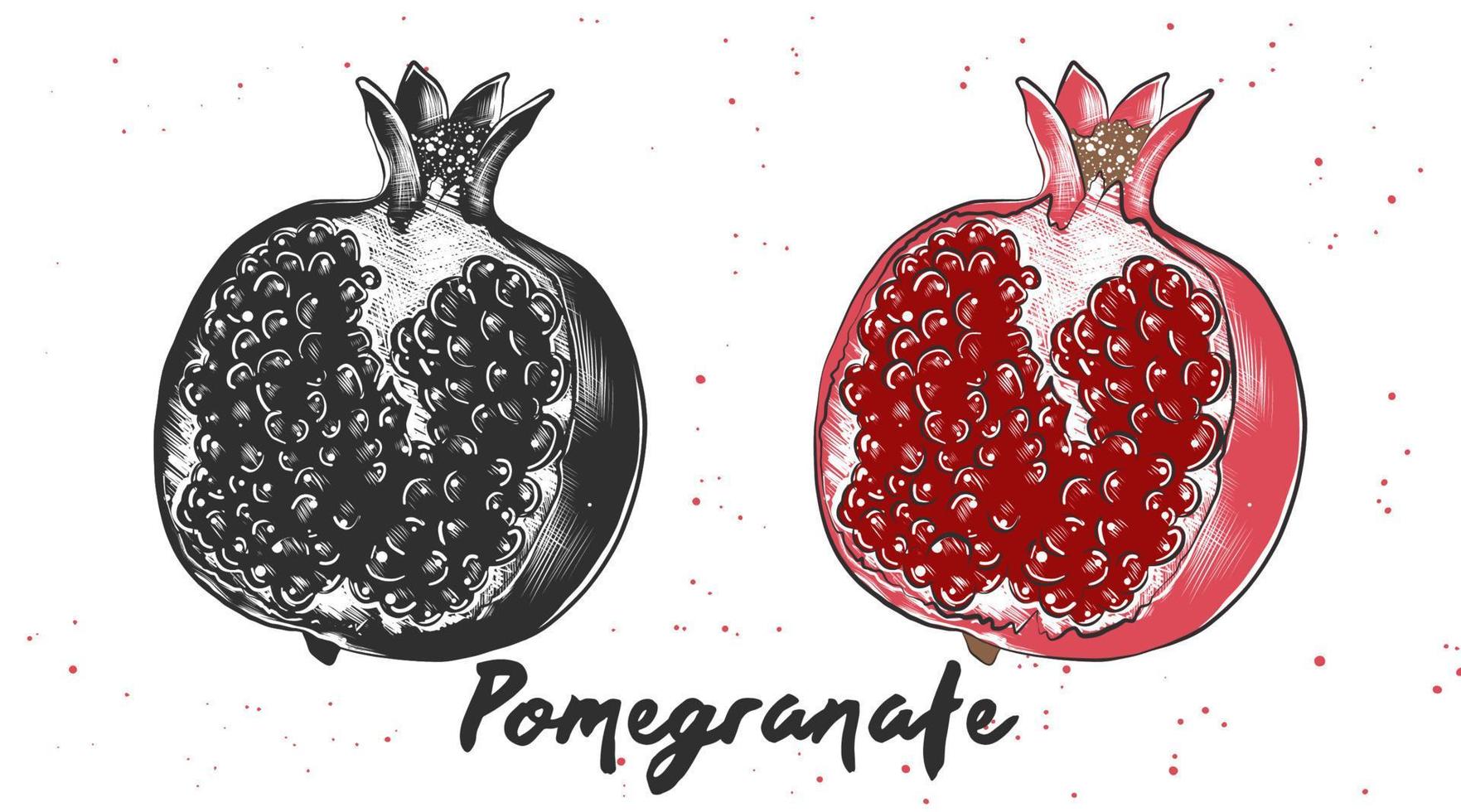 Vector engraved style illustration for posters, decoration and print. Hand drawn sketch of pomegranate in monochrome and colorful. Detailed vegetarian food drawing.