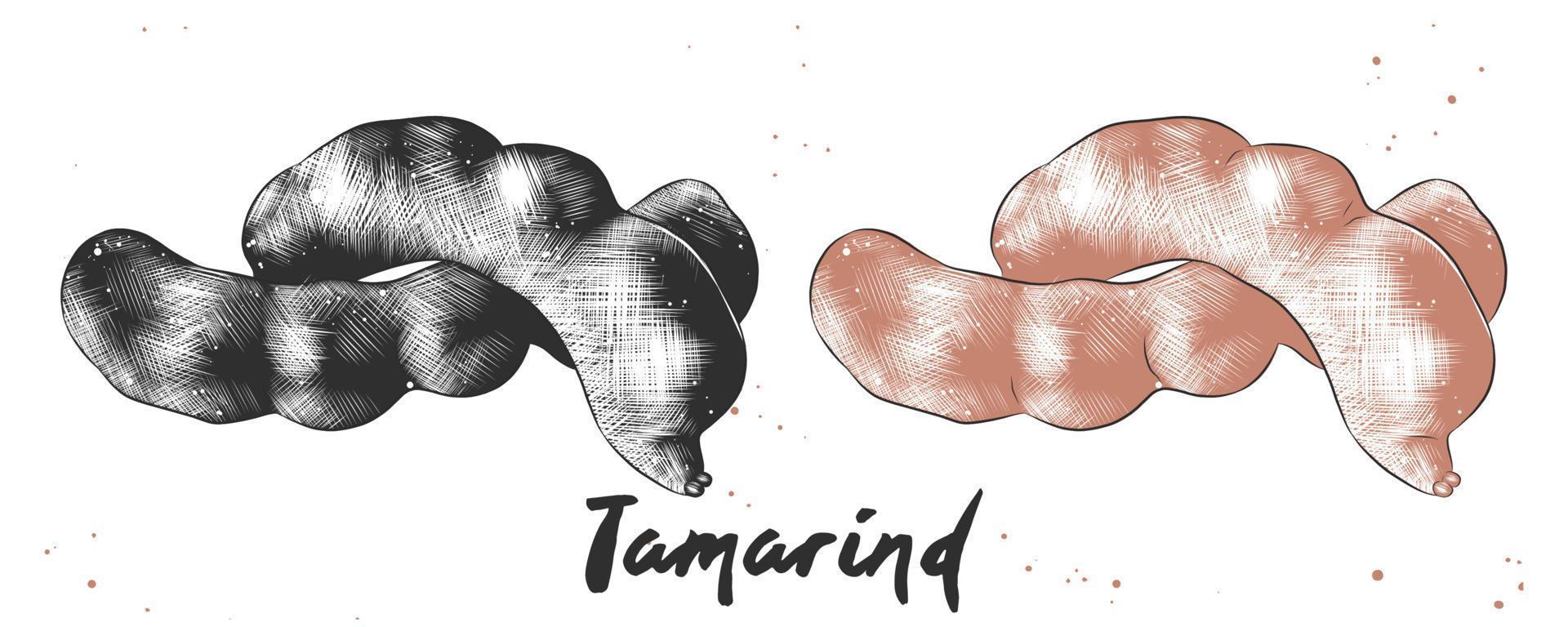 Vector engraved style illustration for posters, decoration and print. Hand drawn sketch of tamarind in monochrome and colorful. Detailed vegetarian food drawing.