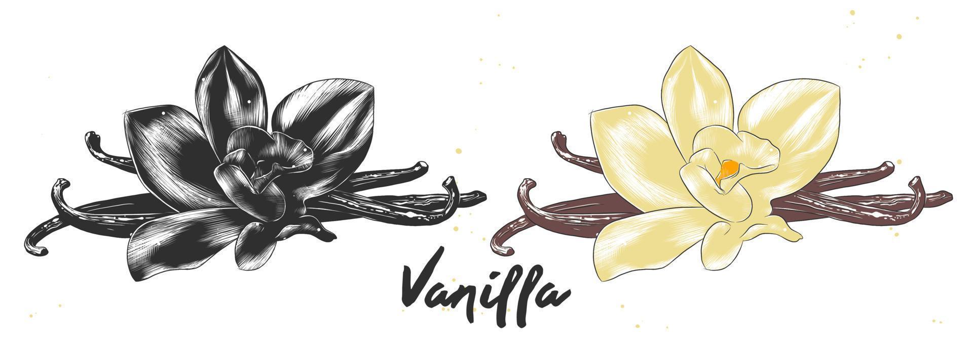 Vector engraved style illustration for posters, decoration and print. Hand drawn sketch of vanilla flower in monochrome and colorful. Detailed vegetarian food drawing.