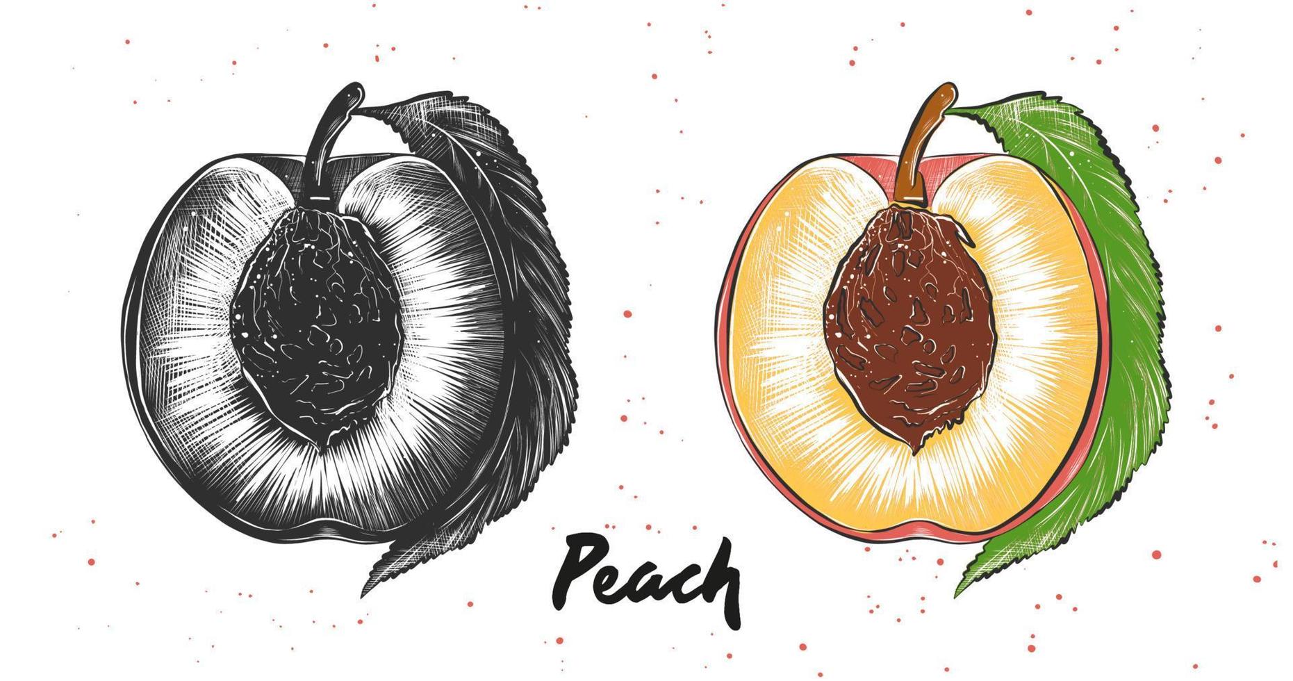 Vector engraved style illustration for posters, decoration and print. Hand drawn sketch of peach in monochrome and colorful. Detailed vegetarian food drawing.