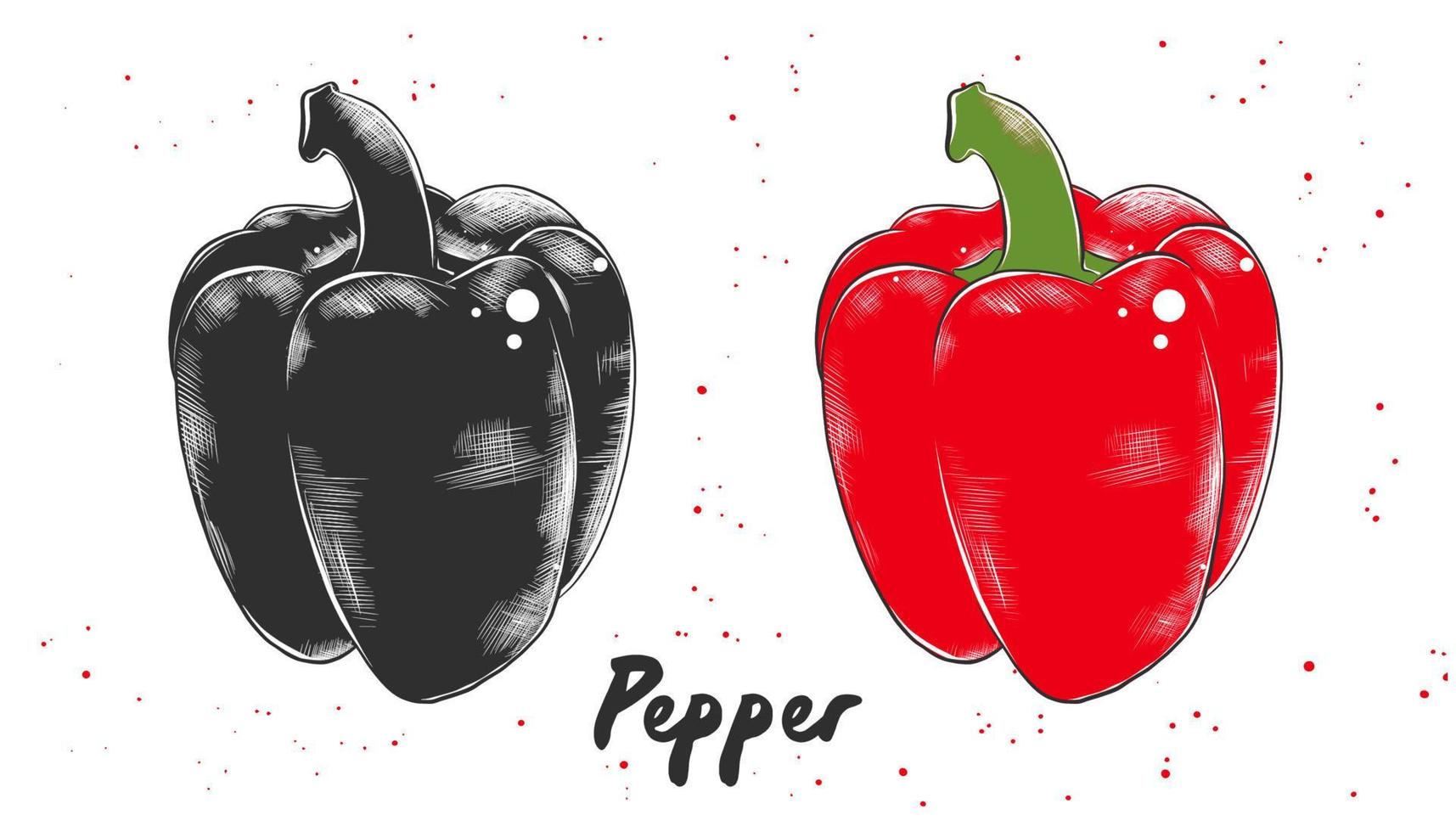 ilustración de estilo grabado vectorial para carteles, decoración e impresión. boceto dibujado a mano de pimiento rojo búlgaro en monocromo y colorido. dibujo detallado de comida vegetariana. vector