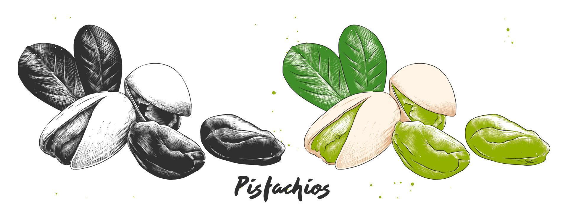 Vector engraved style illustration for posters, decoration and print. Hand drawn etching sketch of pistachios nuts in monochrome and colorful. Detailed vegetarian food linocut drawing.