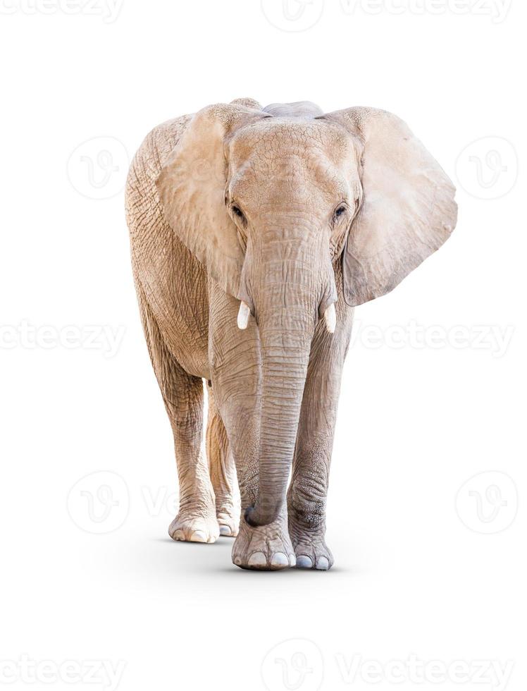 Adult Elephant Isolated on a White Background. photo