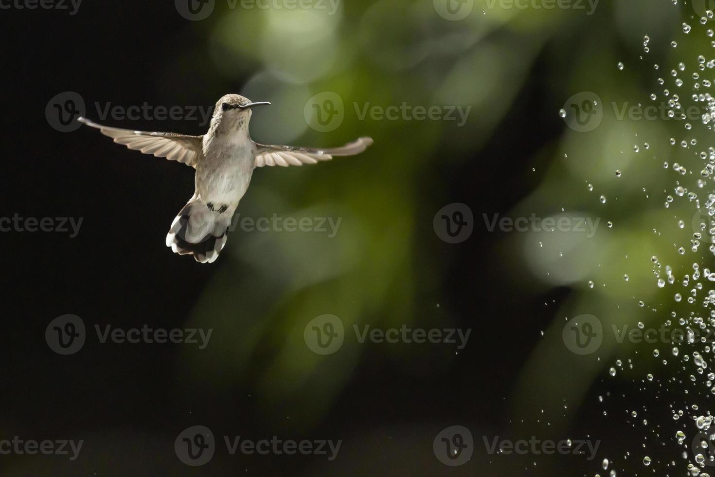 Hummingbird in Flight photo