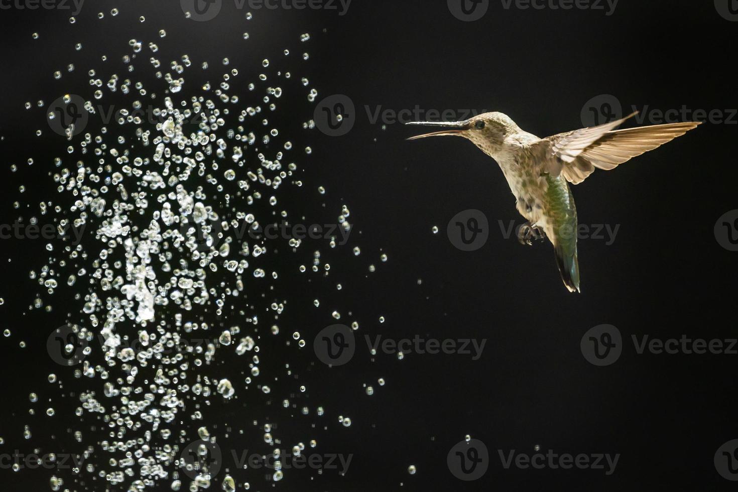 Hummingbird in Flight photo