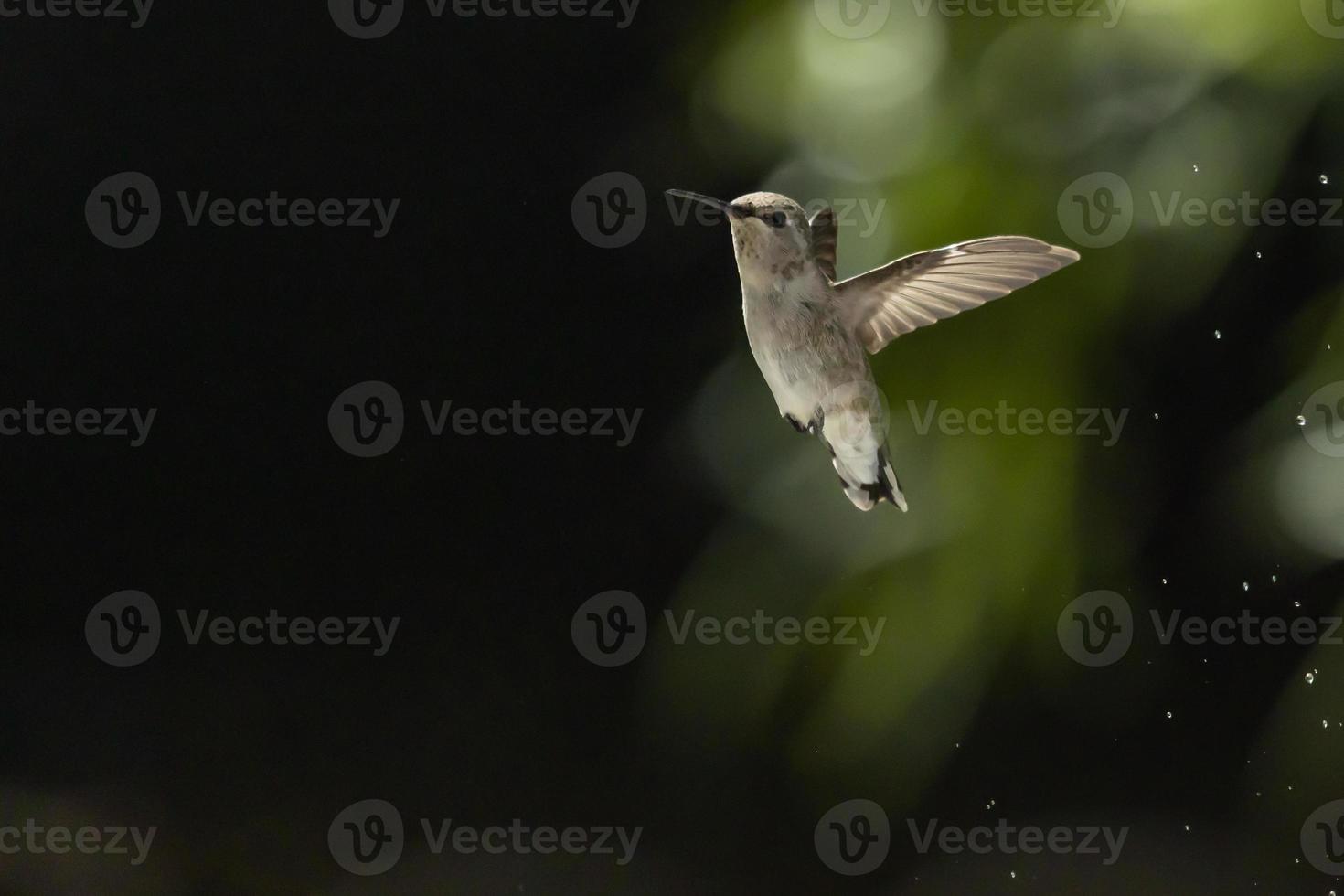 Hummingbird in Flight photo