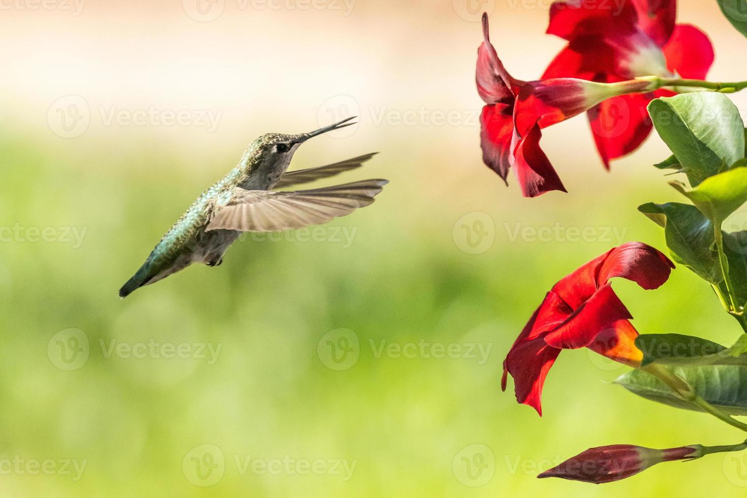 Hummingbird in Flight photo