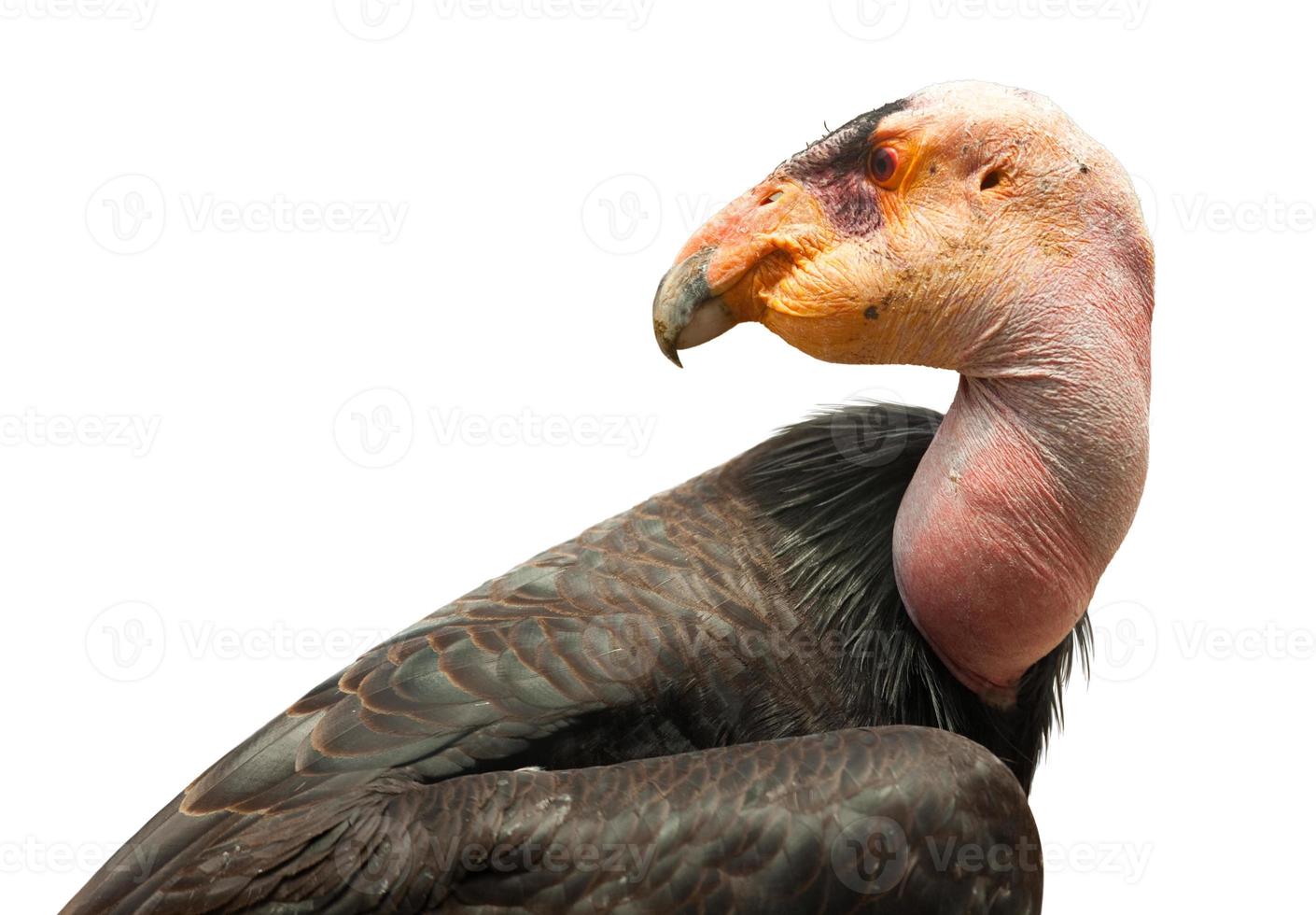 perfil de cóndor de california aislado en blanco. foto