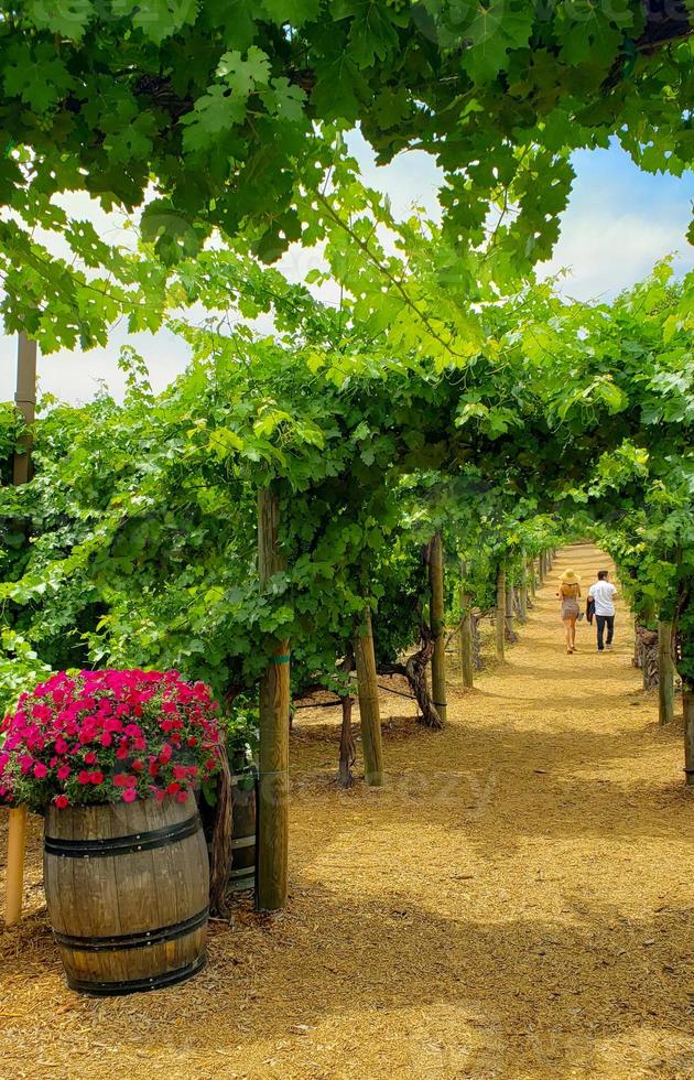 Young Couple Talking A Walk Among the Wine Grape Vineyard. photo