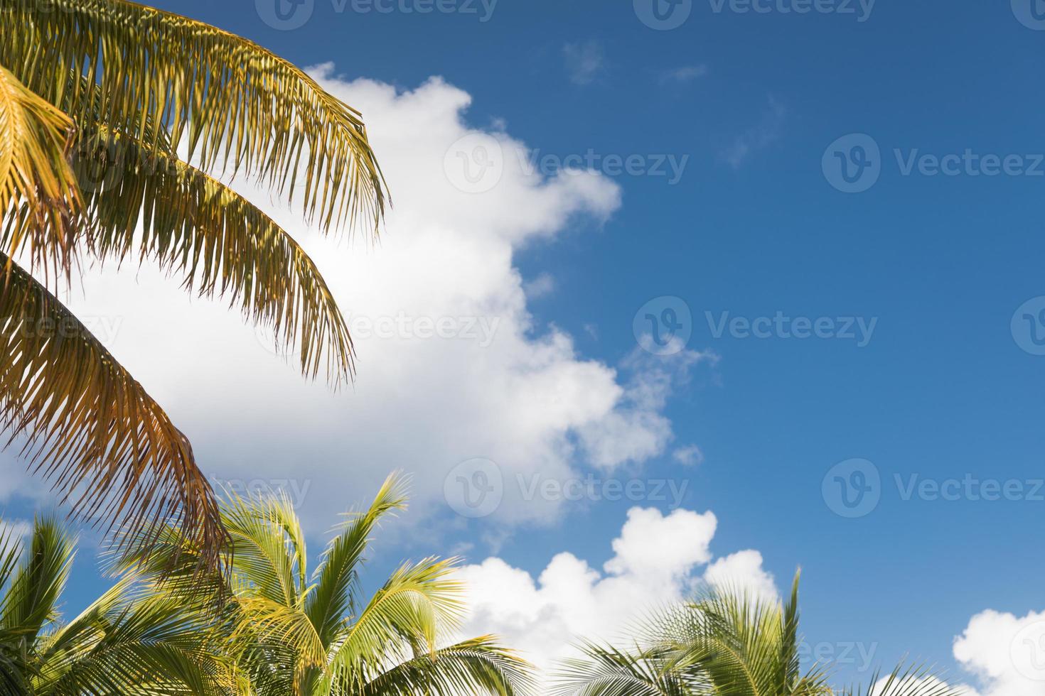 Tropical Palm Branches Against Blue Sky and Clouds Ready for Your Text photo