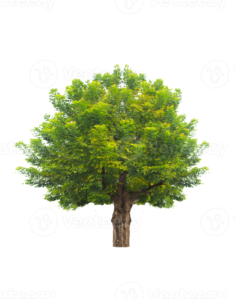 isolierter Baum auf transparentem Hintergrund png