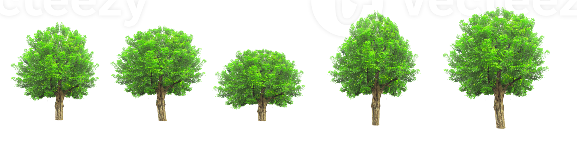 árbol aislado sobre fondo transparente png