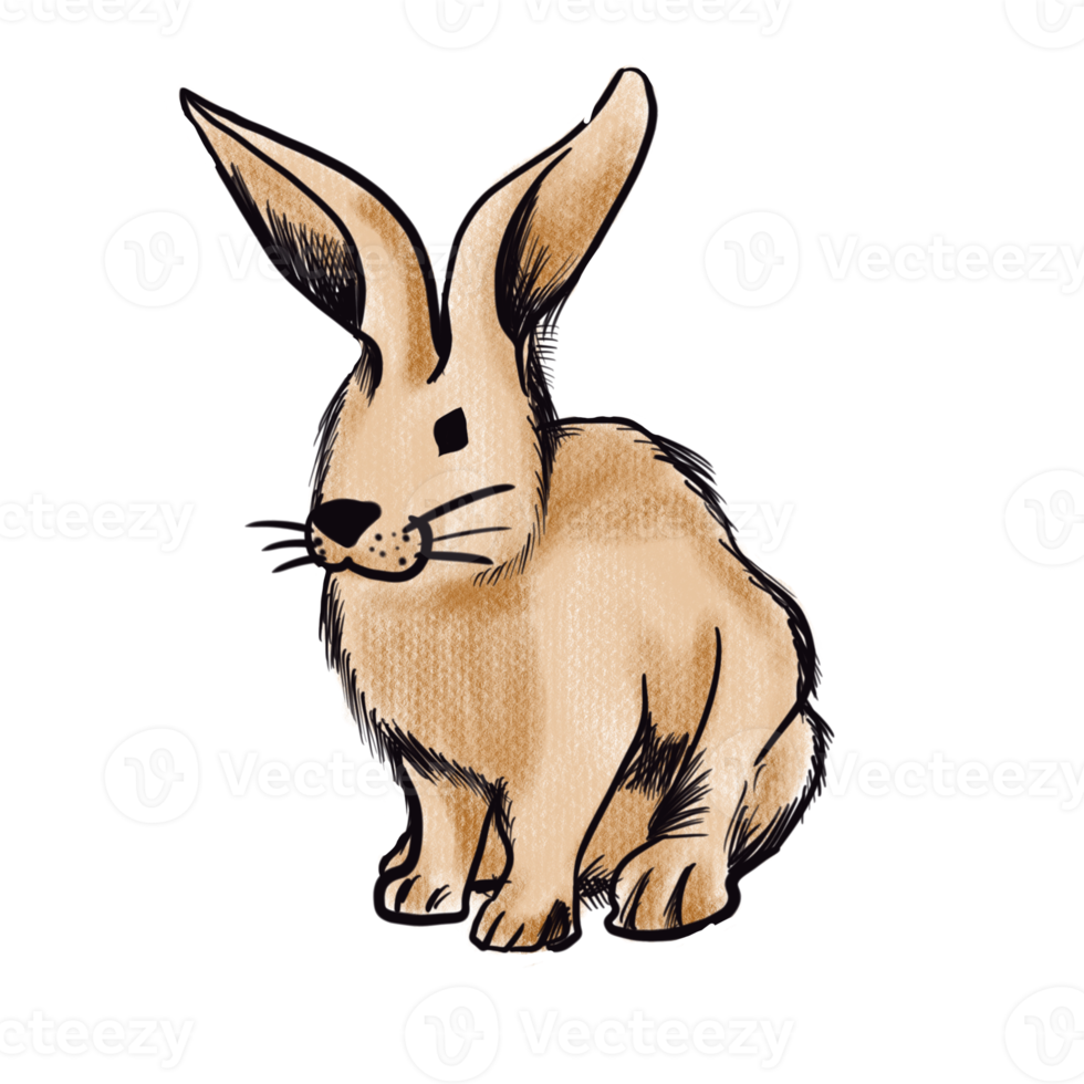 The brown rabbit  png image