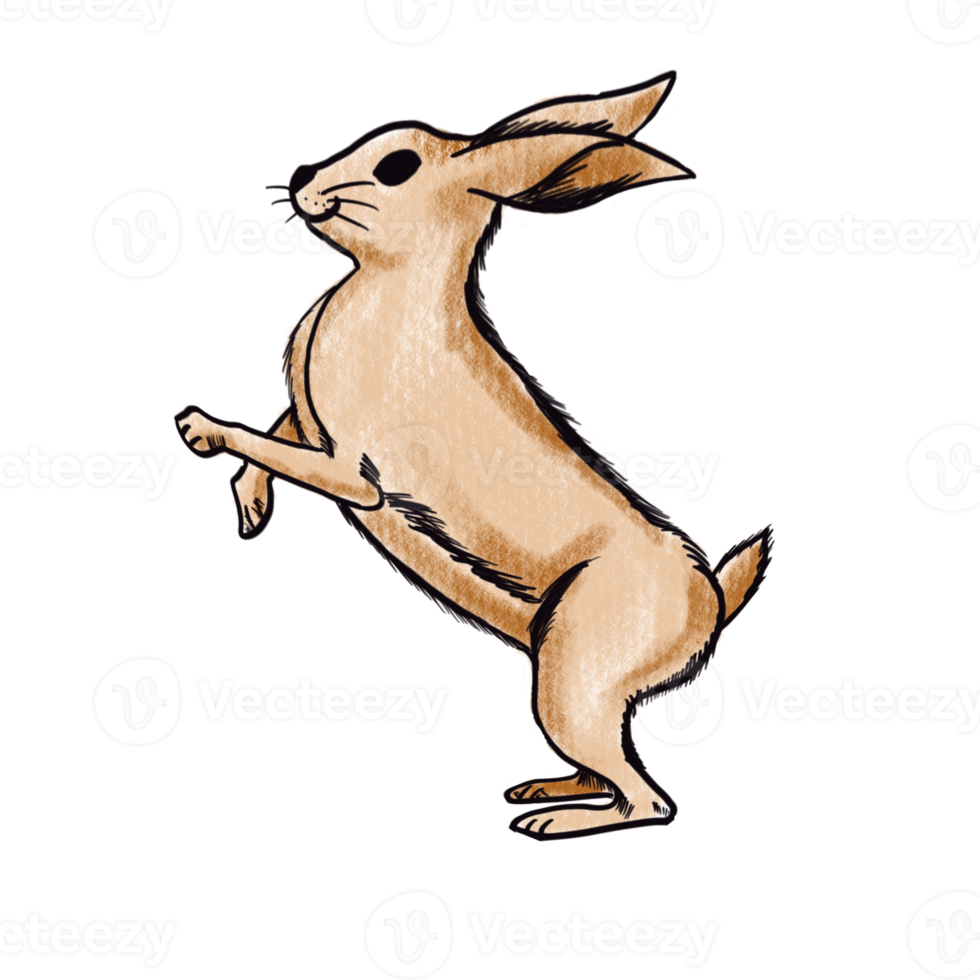 The brown rabbit  png image
