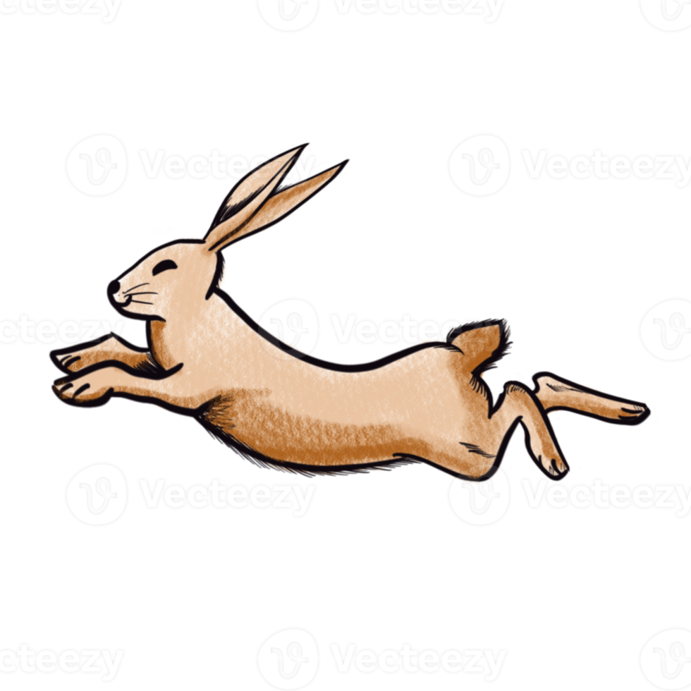 The brown rabbit  png image