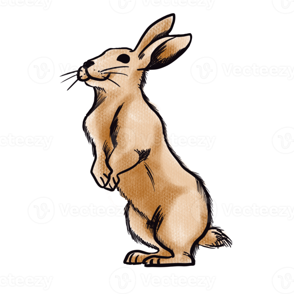 The brown rabbit  png image