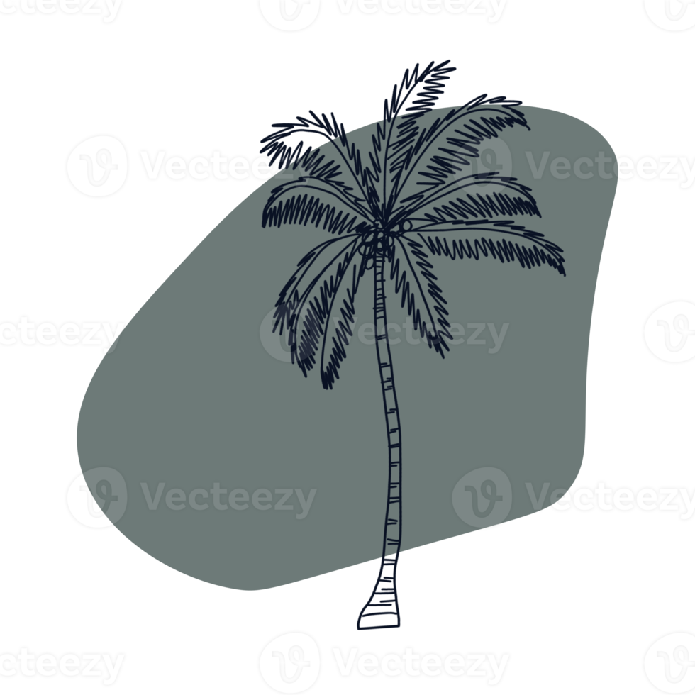 Botanical line art png