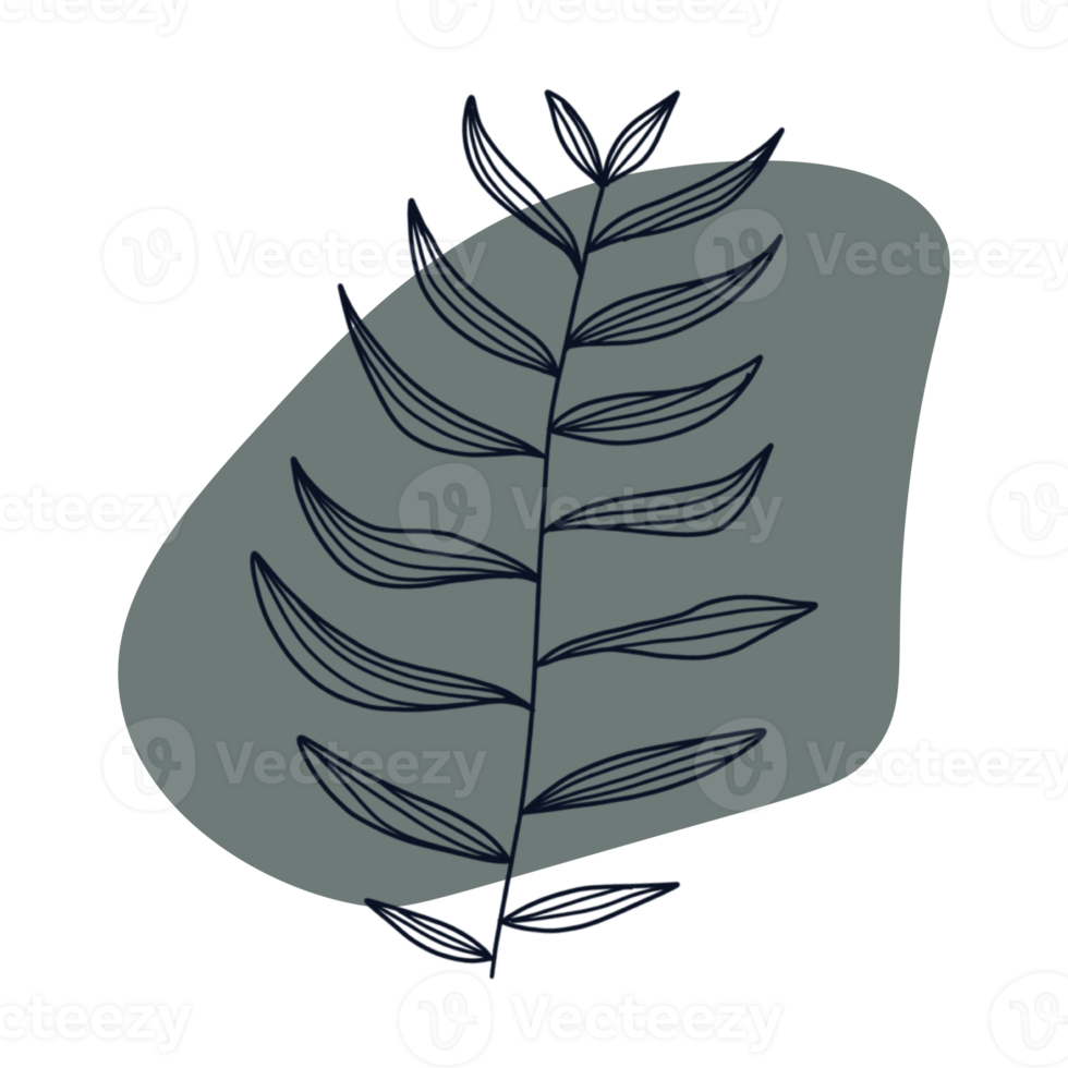 Botanical line art png