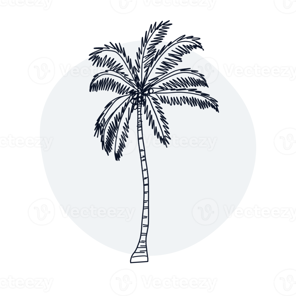 Botanical line art png