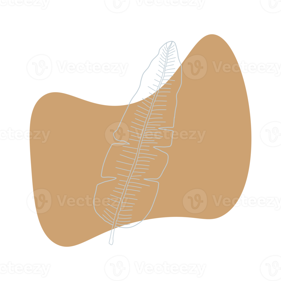 Botanical line art png