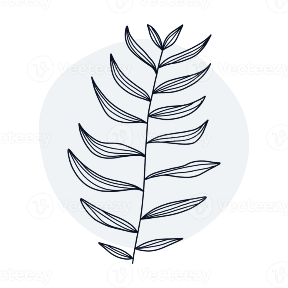 Botanical line art png