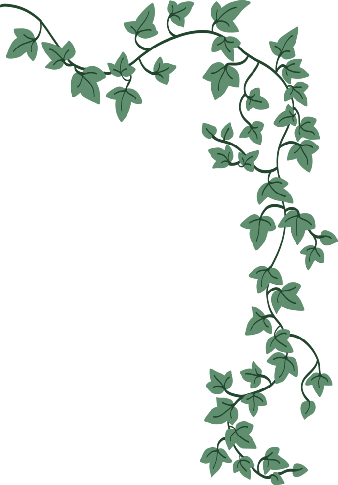 Simplicity ivy freehand drawing png