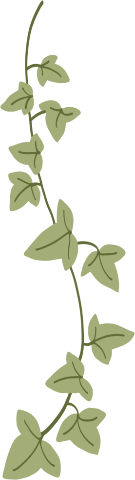 Simplicity ivy freehand drawing png