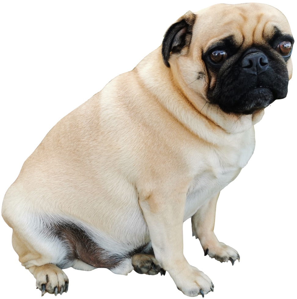 cute fat dog puk cut out png