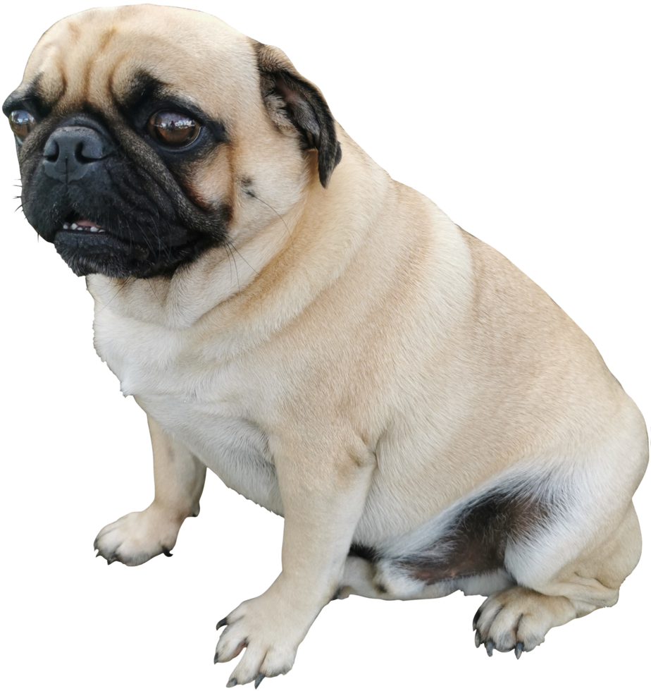 cute fat dog puk cut out png