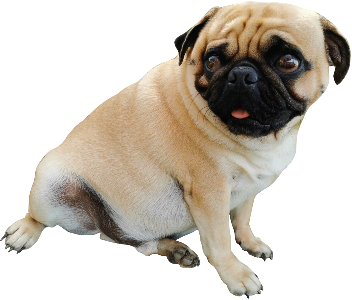 cute fat dog puk cut out png