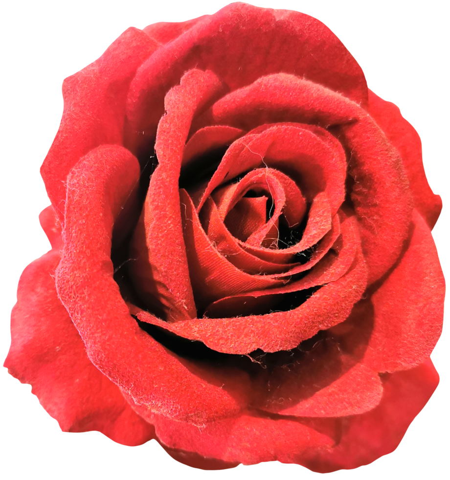close up of isolated rose flower cut out png