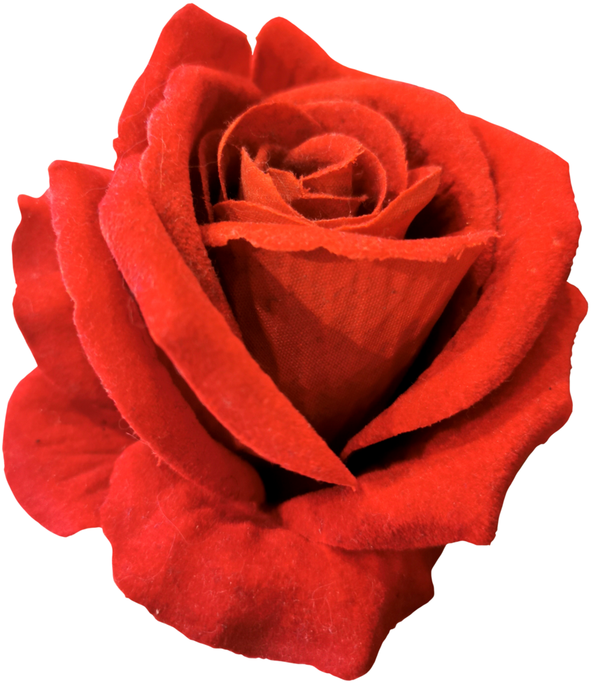 close up of isolated rose flower cut out png