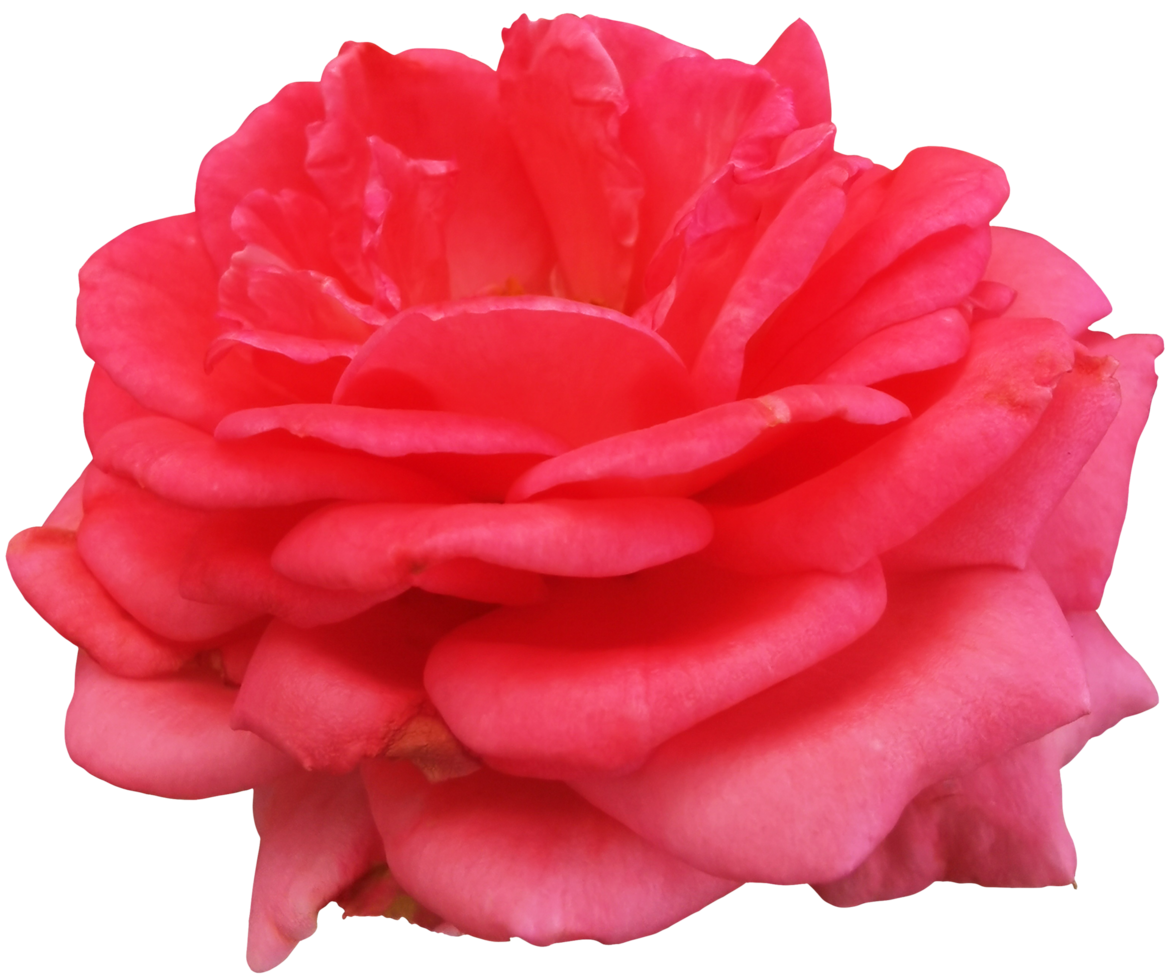 close up of isolated rose flower cut out png