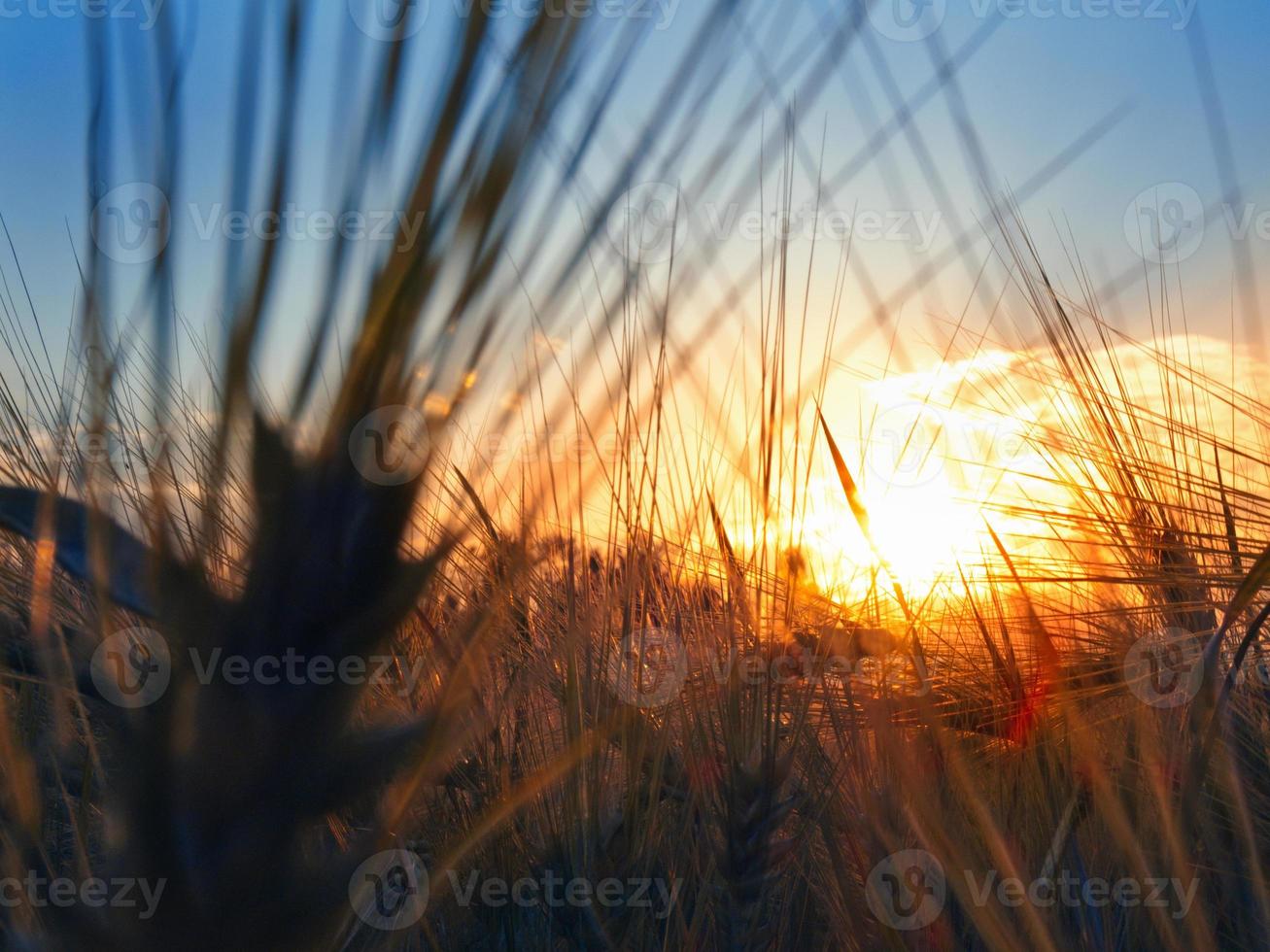 sunset in the field photo