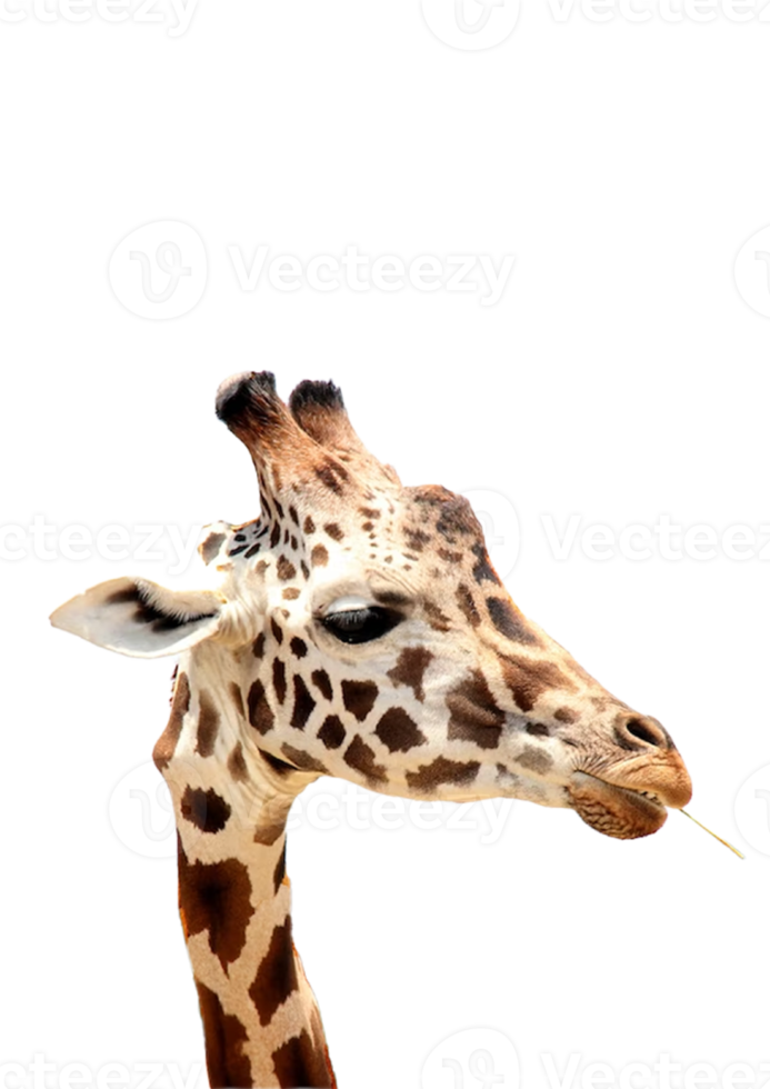 Giraffe Png Pro