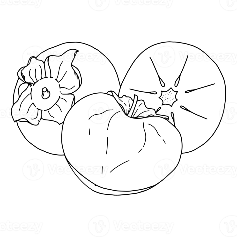 illustration of persimmon fruit with pieces of fruit. Contour illustration. doodles png