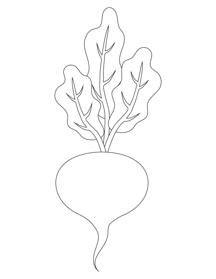 Black and white beetroot pattern. Contour picture of beet vector