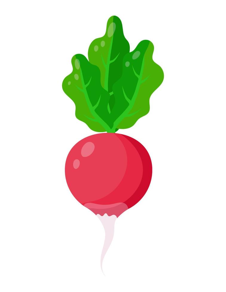 Radish isolated icon on white background. Radishes vector illustration.